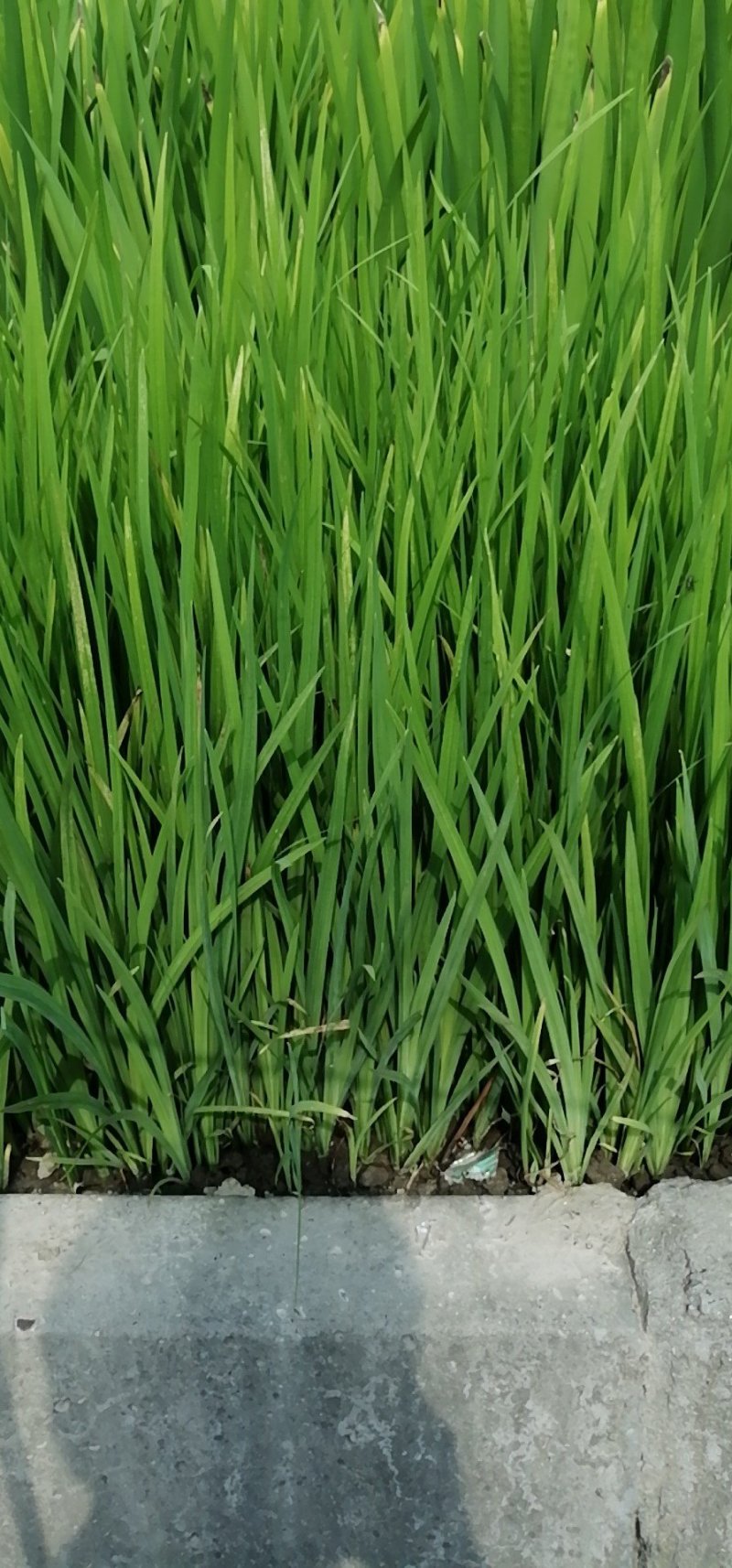 黄花鸢尾黄菖蒲基地直销