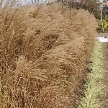 细叶芒观赏草基地直销