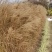 细叶芒观赏草基地直销