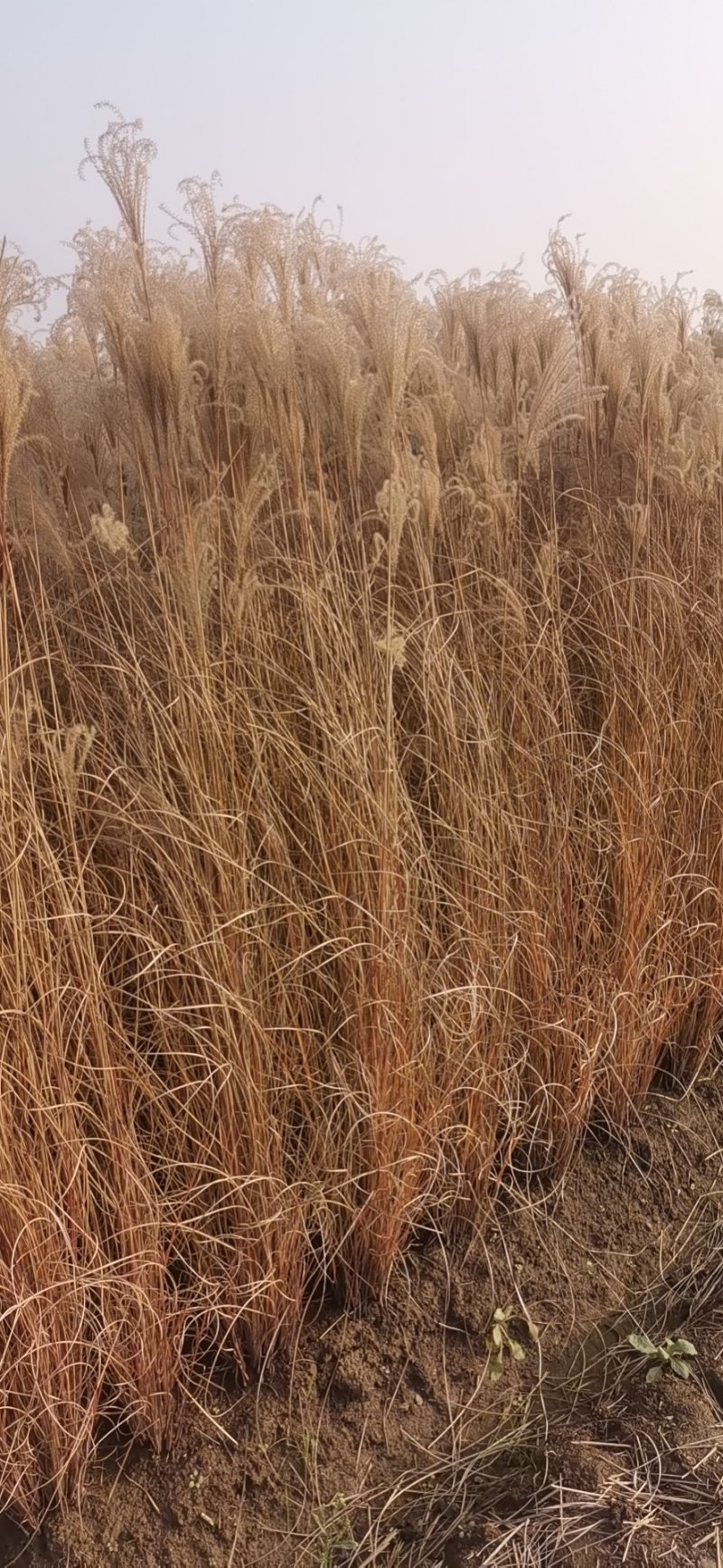细叶芒观赏草基地直销