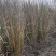 香根草观赏草基地直销