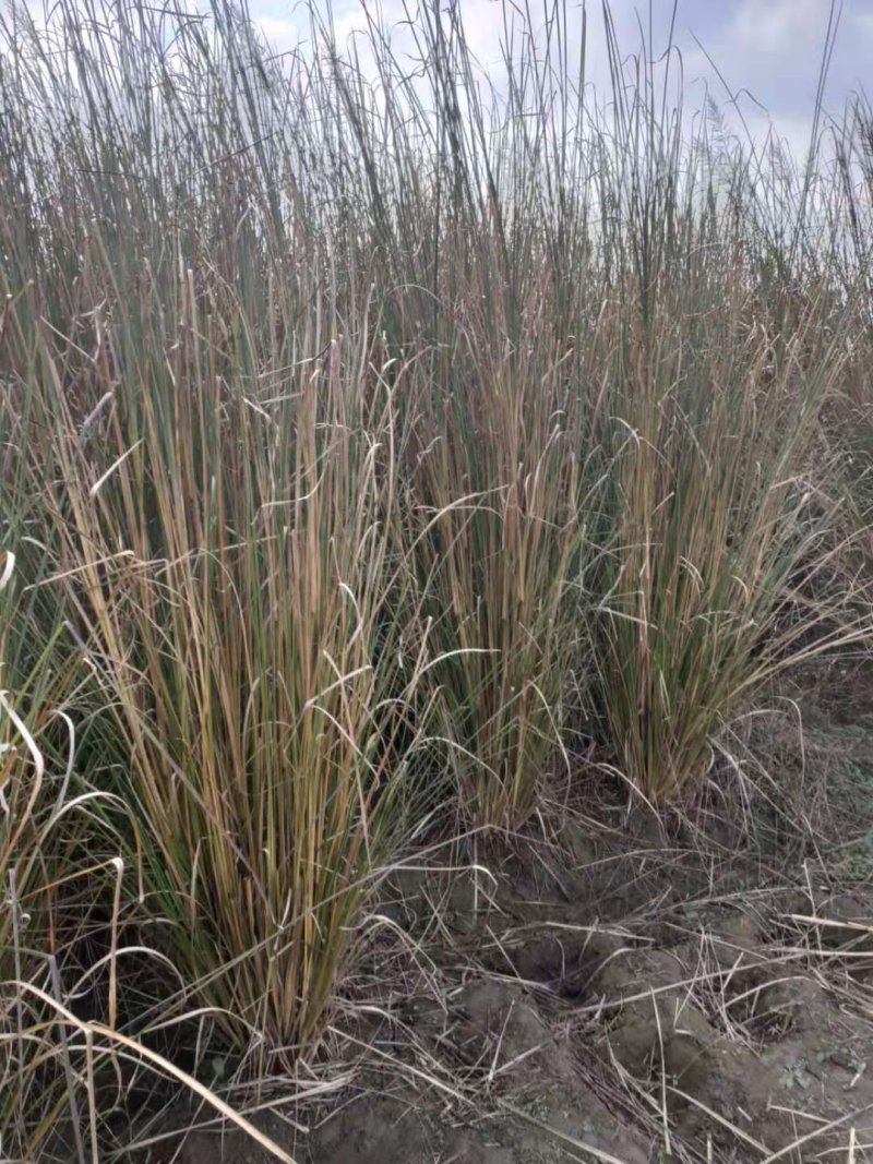香根草观赏草基地直销