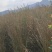香根草观赏草基地直销