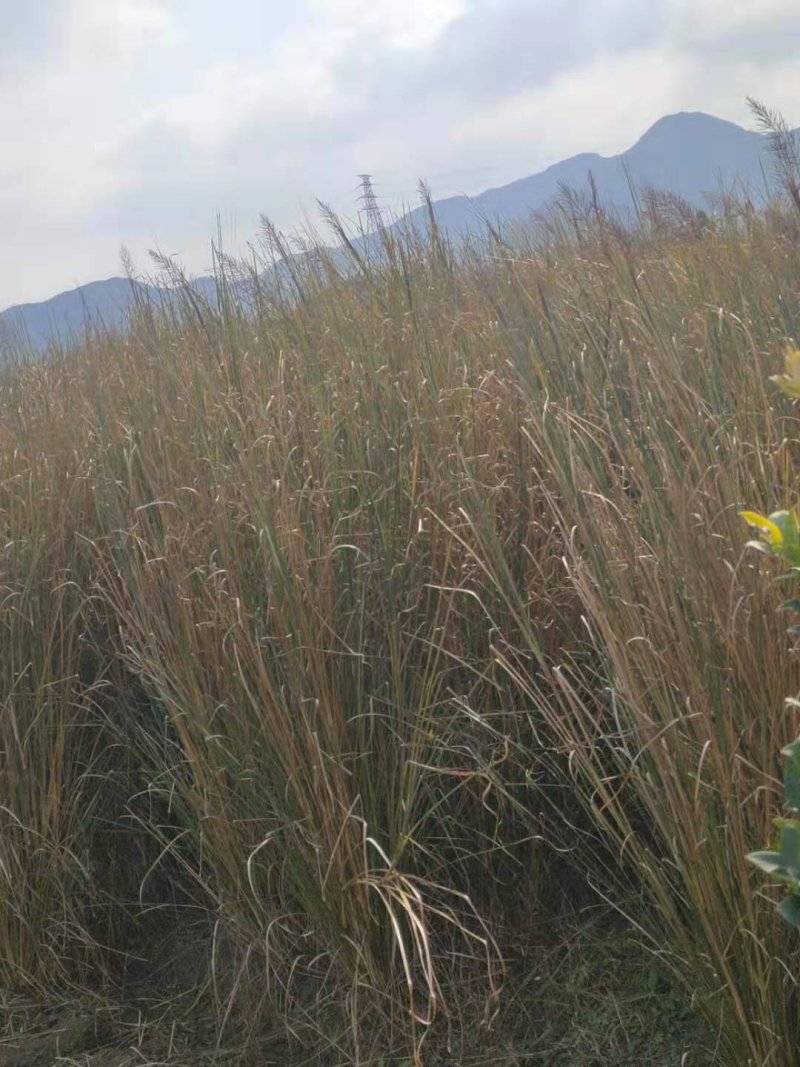 香根草观赏草基地直销