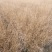 香根草观赏草基地直销