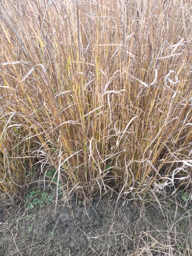 香根草观赏草基地直销