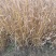香根草观赏草基地直销