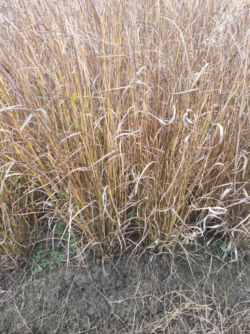 香根草观赏草基地直销