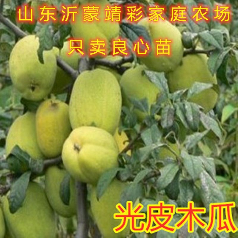 地栽木瓜苗药用木瓜树苗地栽盆栽木瓜苗木瓜树苗