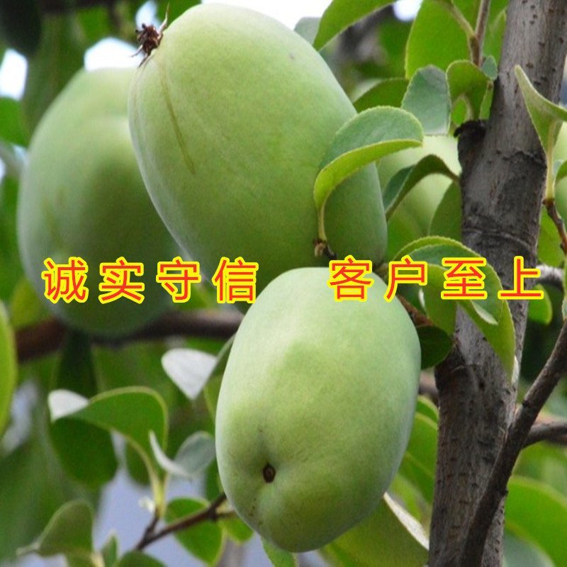 地栽木瓜苗药用木瓜树苗地栽盆栽木瓜苗木瓜树苗