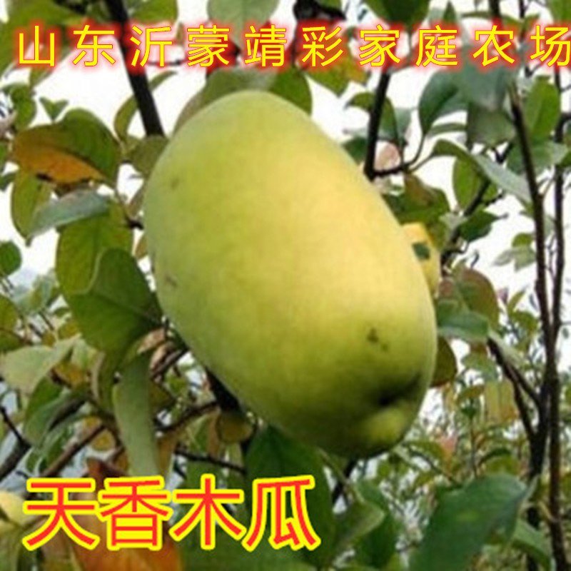 地栽木瓜苗药用木瓜树苗地栽盆栽木瓜苗木瓜树苗