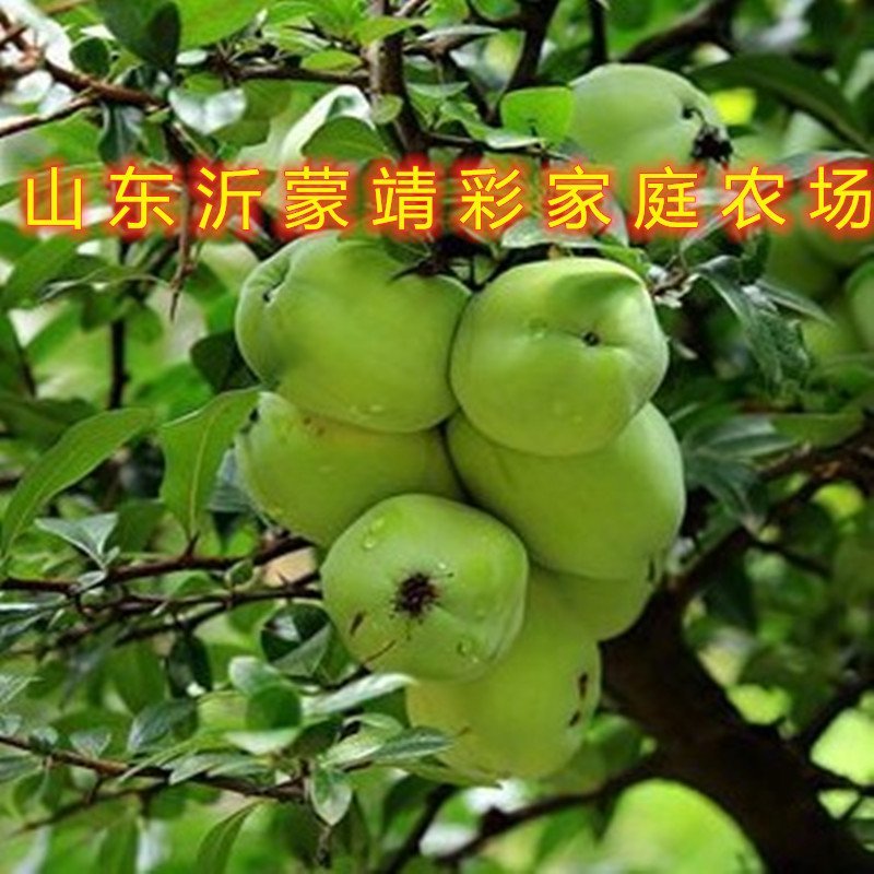 地栽木瓜苗药用木瓜树苗地栽盆栽木瓜苗木瓜树苗