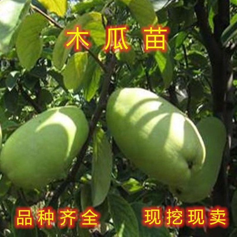 地栽木瓜苗药用木瓜树苗地栽盆栽木瓜苗木瓜树苗
