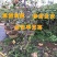 地栽木瓜苗药用木瓜树苗地栽盆栽木瓜苗木瓜树苗