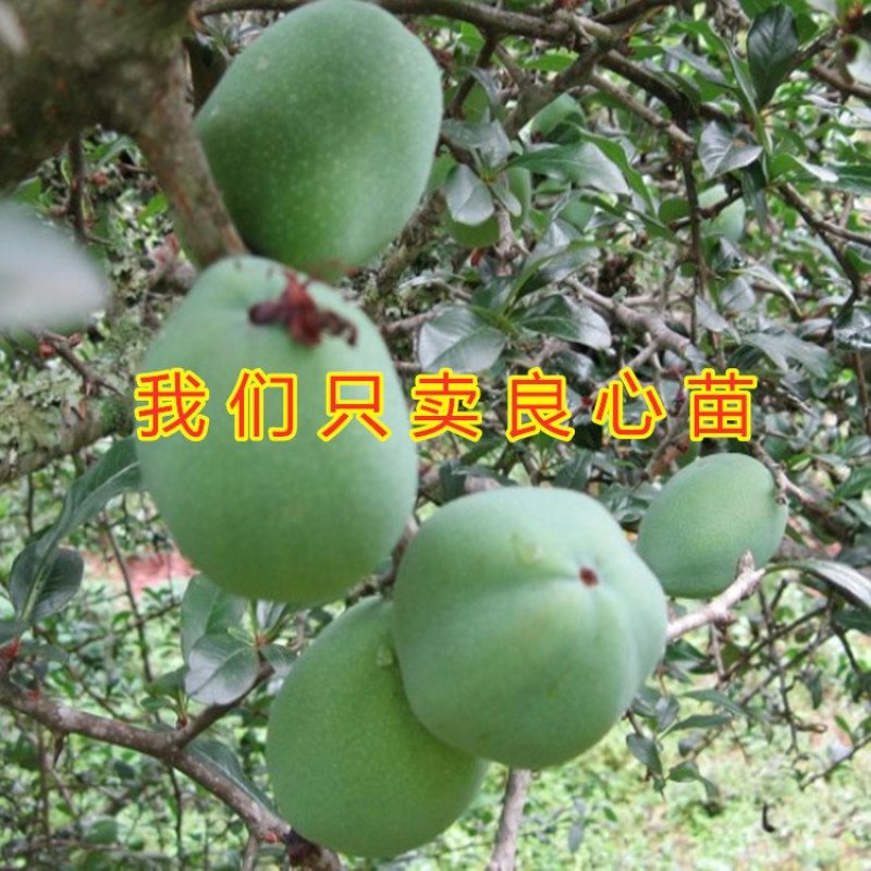 盆栽木瓜苗盆栽木瓜树苗南北方种植木瓜苗药用木瓜苗