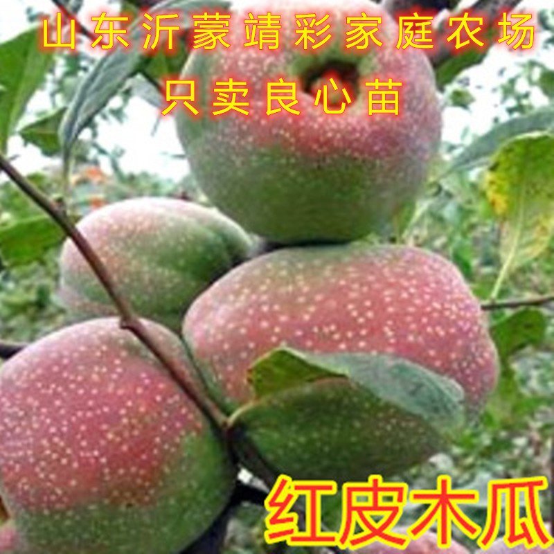 盆栽木瓜苗盆栽木瓜树苗南北方种植木瓜苗药用木瓜苗