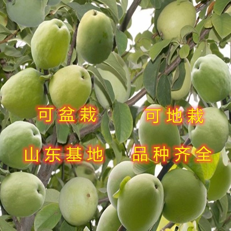 盆栽木瓜苗盆栽木瓜树苗南北方种植木瓜苗药用木瓜苗