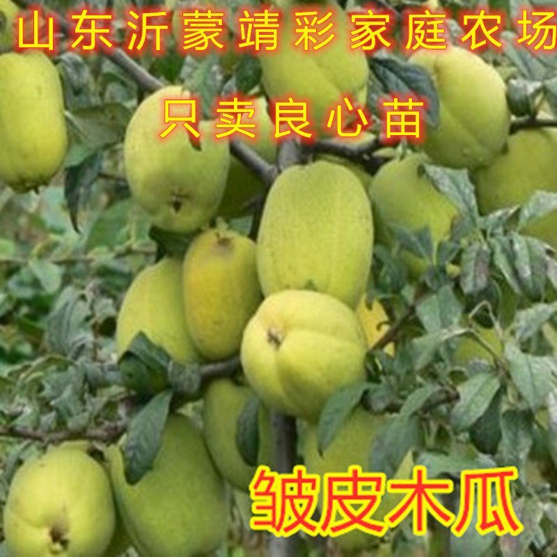 盆栽木瓜苗盆栽木瓜树苗南北方种植木瓜苗药用木瓜苗