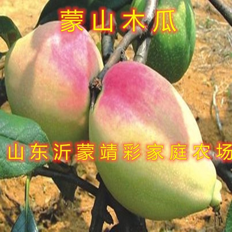 盆栽木瓜苗盆栽木瓜树苗南北方种植木瓜苗药用木瓜苗