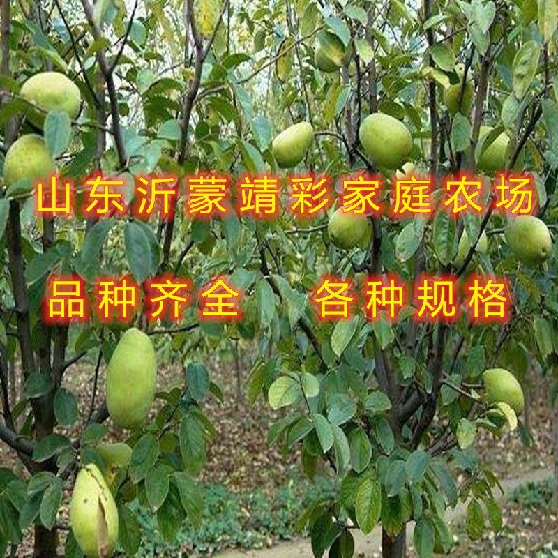 盆栽木瓜苗盆栽木瓜树苗南北方种植木瓜苗药用木瓜苗
