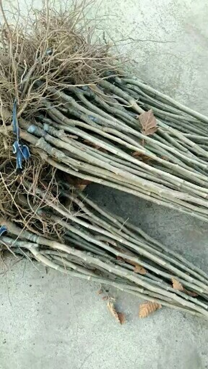 【包品种】锥栗苗育苗基地锥栗苗批发锥栗苗那里有矮化锥栗苗