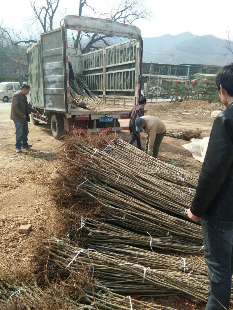 【包品种】锥栗苗育苗基地锥栗苗批发锥栗苗那里有矮化锥栗苗