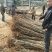 【包品种】锥栗苗育苗基地锥栗苗批发锥栗苗那里有矮化锥栗苗