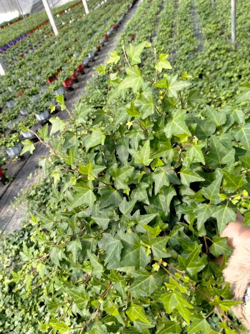 白杯常春藤青叶花叶自产自销大量供货