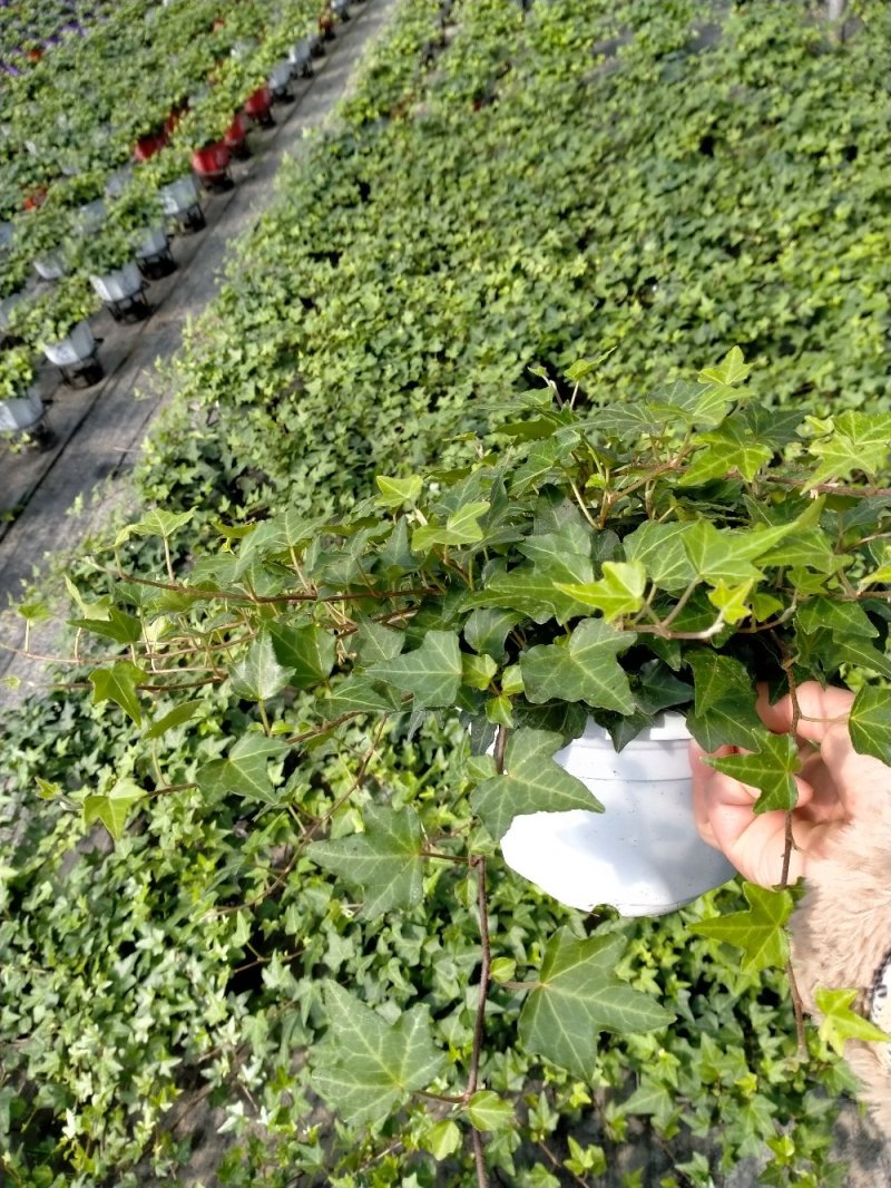 白杯常春藤青叶花叶自产自销大量供货
