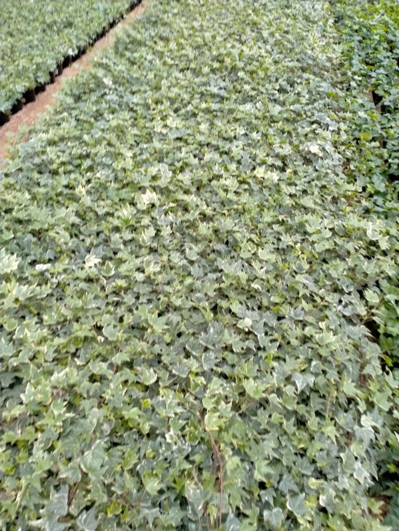 白杯常春藤青叶花叶自产自销大量供货