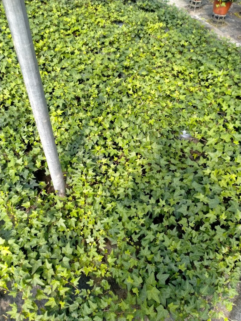 白杯常春藤青叶花叶自产自销大量供货