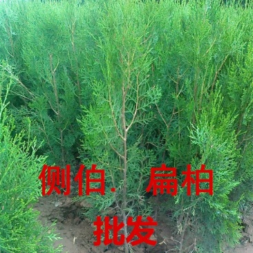 侧柏苗扁侧柏苗松柏树苗庭院绿化侧柏苗柏树绿化苗