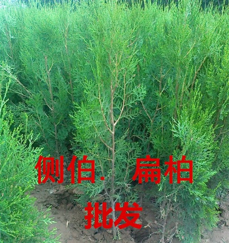 侧柏苗扁侧柏苗松柏树苗庭院绿化侧柏苗柏树绿化苗