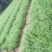 侧柏苗扁侧柏苗松柏树苗庭院绿化侧柏苗柏树绿化苗