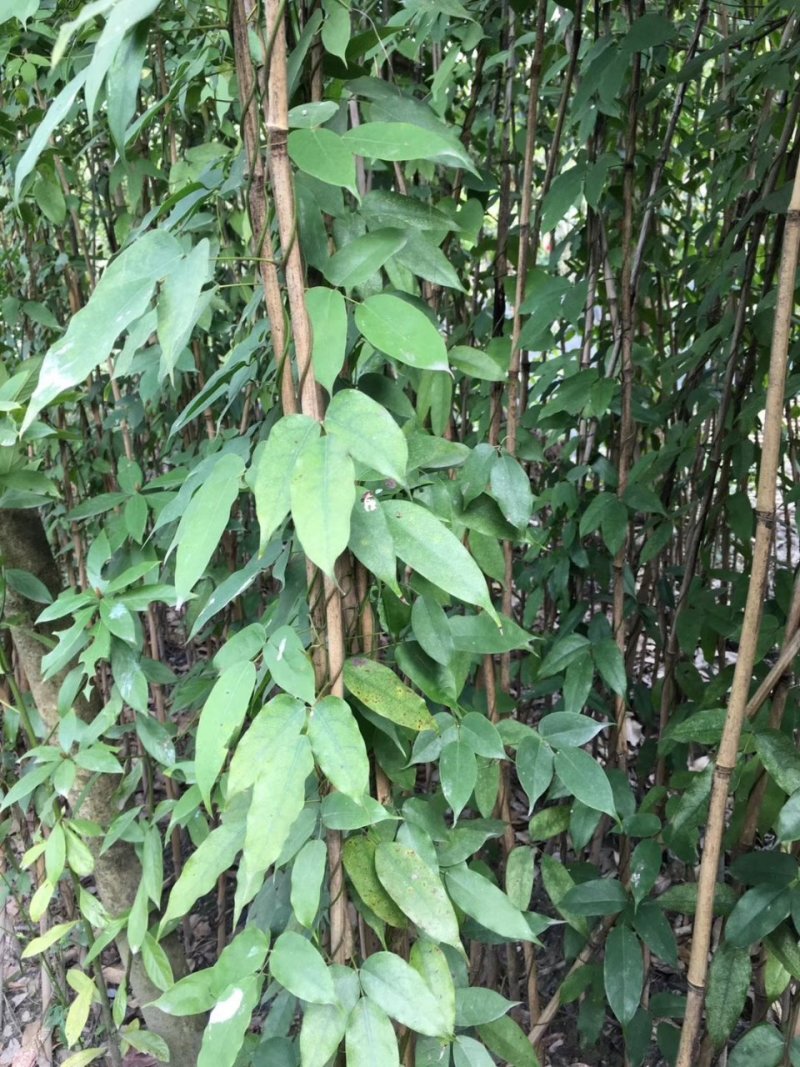 油麻藤，牛马藤，四川油麻藤基地出售，成都油麻藤批发价格