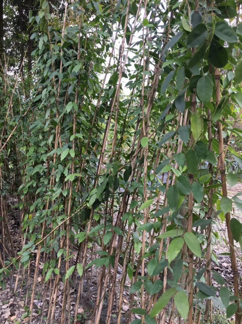 油麻藤，牛马藤，四川油麻藤基地出售，成都油麻藤批发价格