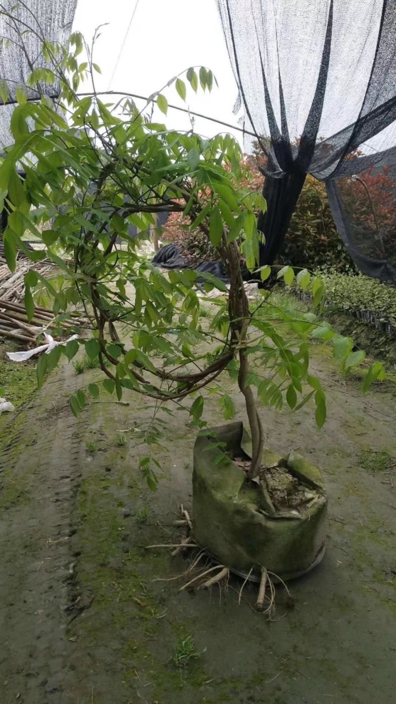紫藤，藤萝，四川紫藤基地出售，成都紫藤批发价格