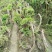紫藤，藤萝，四川紫藤基地出售，成都紫藤批发价格