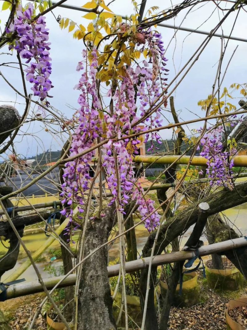 紫藤，藤萝，四川紫藤基地出售，成都紫藤批发价格