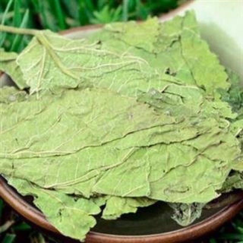 桑叶，常年批发供应各种规格桑叶霜打桑叶