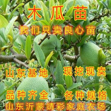 地栽木瓜苗药用木瓜树苗地栽盆栽木瓜苗木瓜树苗