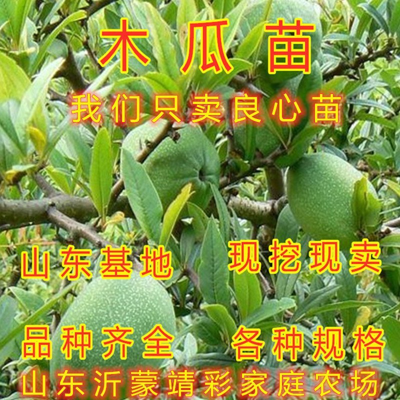 地栽木瓜苗药用木瓜树苗地栽盆栽木瓜苗木瓜树苗