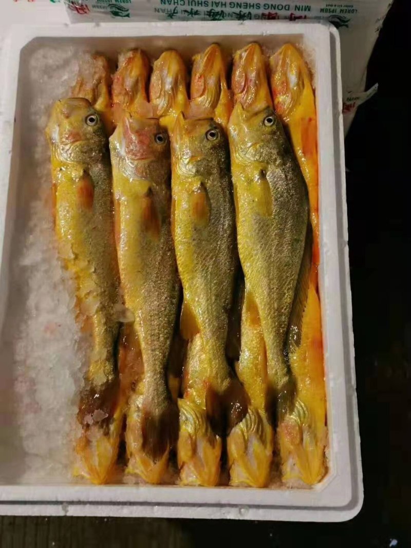 福建霞浦特产黄花鱼大黄鱼