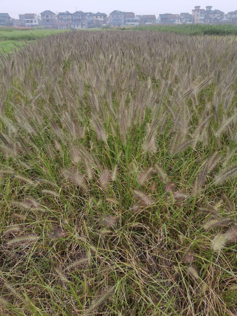 紫穗狼尾草观赏草基地直销