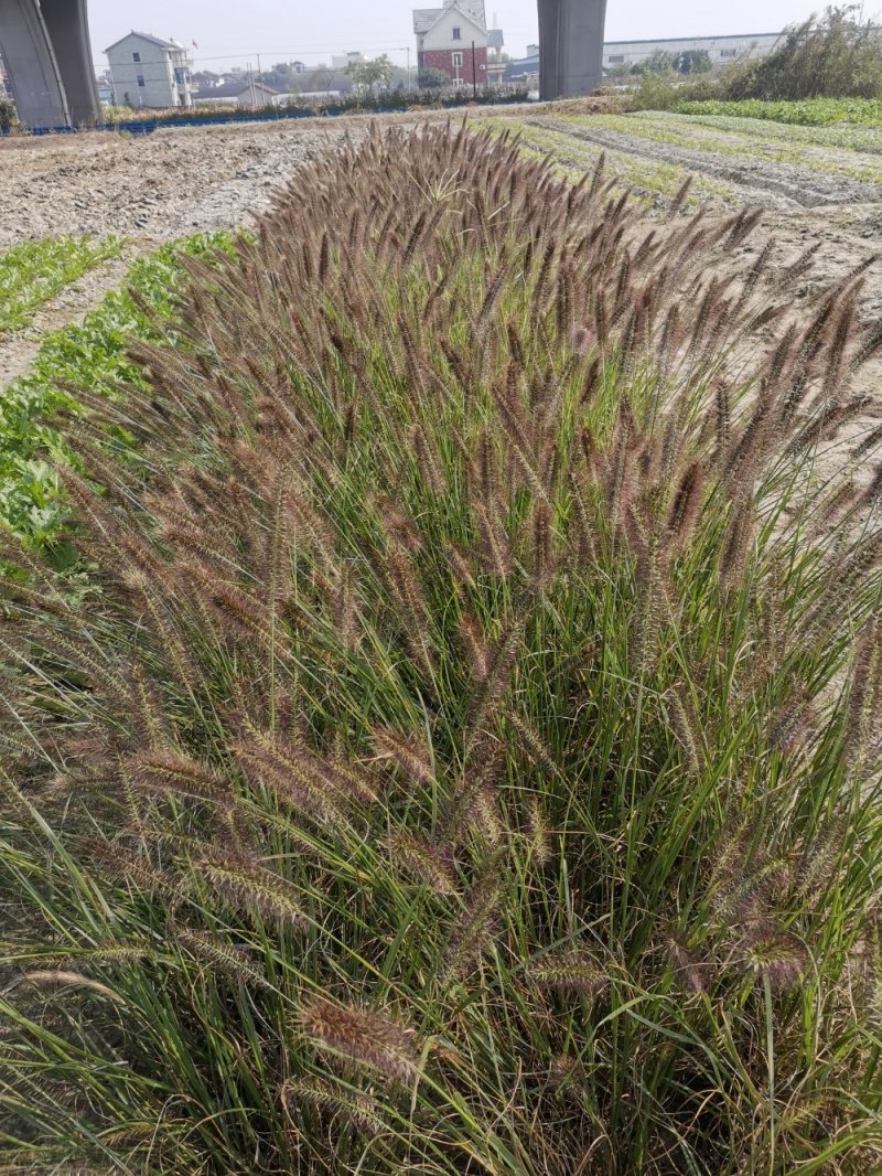 紫穗狼尾草观赏草基地直销