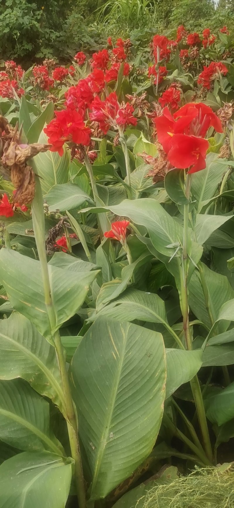 红花美人蕉水生植物观赏草基地直销