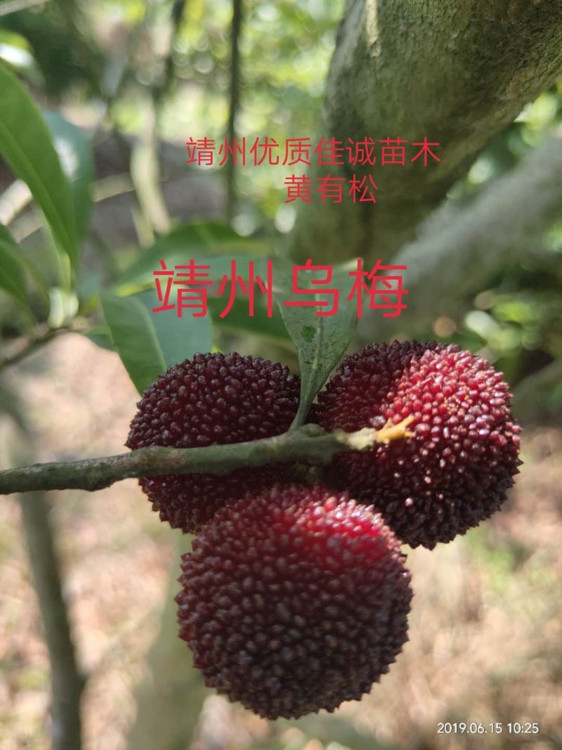 杨梅杯苗营养袋苗产地供货东魁黑炭台梅成活率高提供种植技术