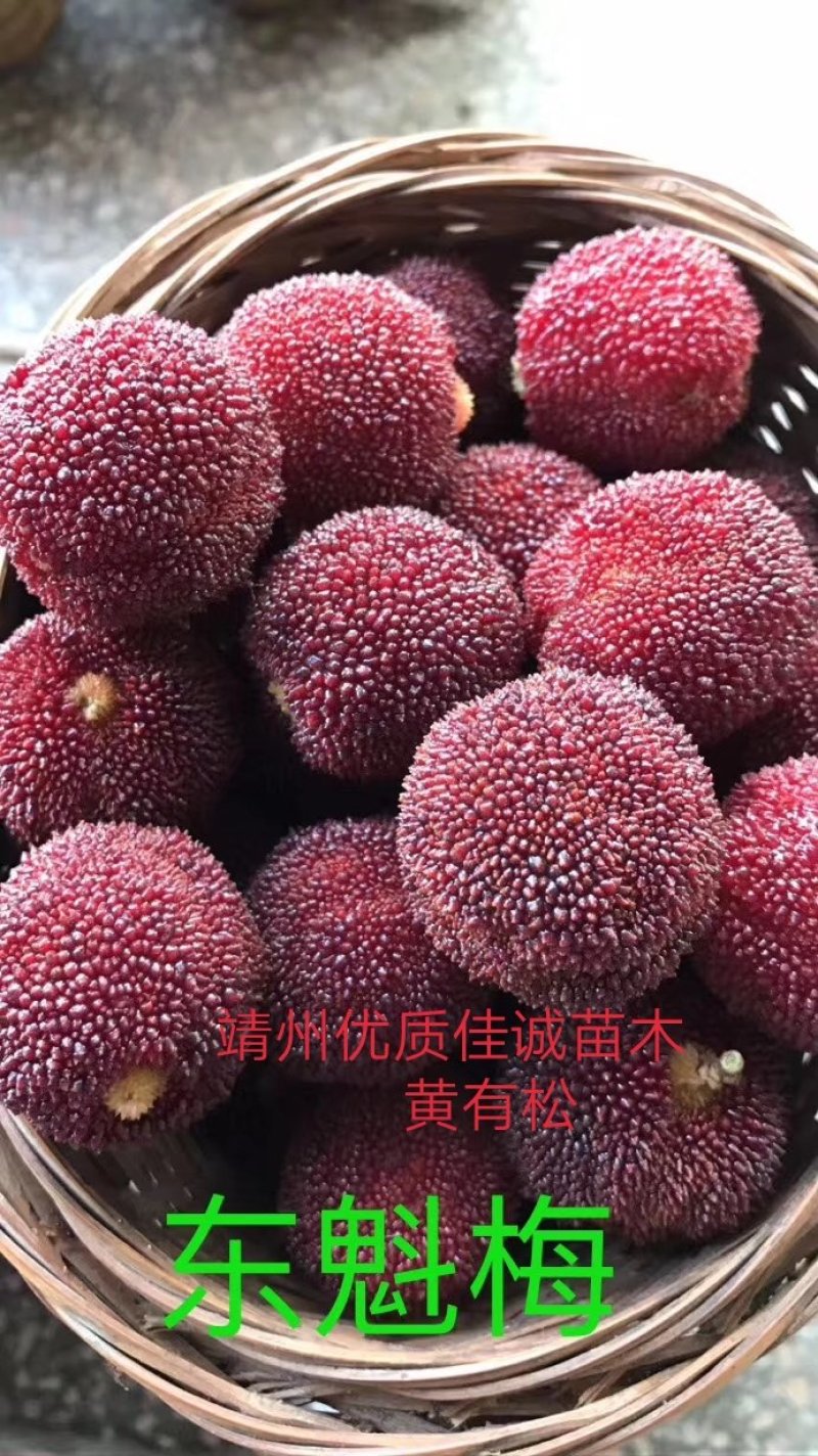 杨梅杯苗营养袋苗产地供货东魁黑炭台梅成活率高提供种植技术