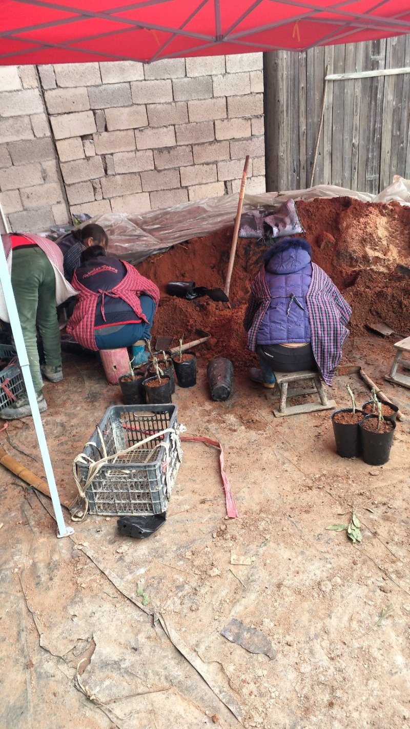 杨梅杯苗营养袋苗产地供货东魁黑炭台梅成活率高提供种植技术
