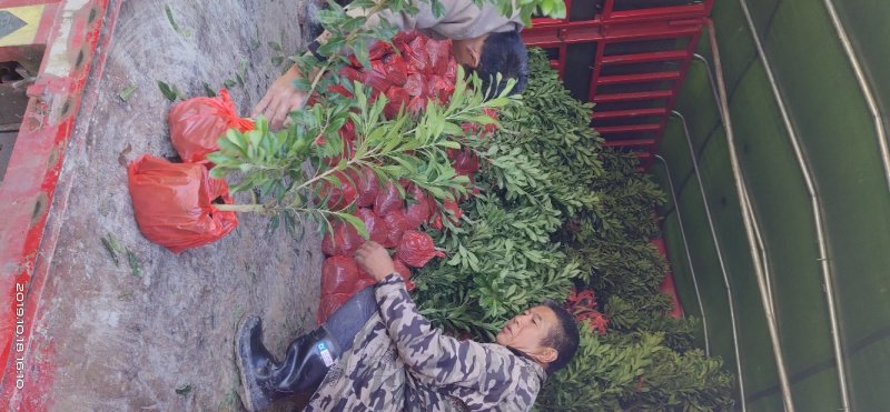 杨梅杯苗营养袋苗产地供货东魁黑炭台梅成活率高提供种植技术